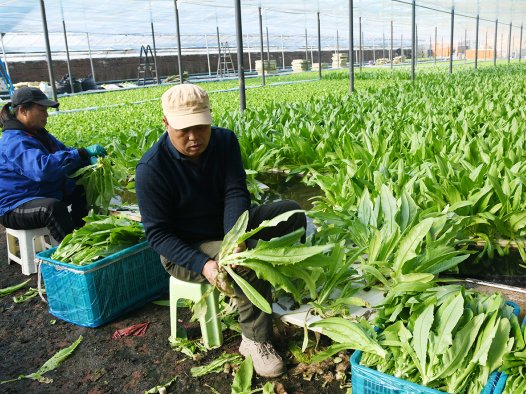 山西闻喜：水培蔬菜错季“抢鲜” 科技农业点亮乡村增收路