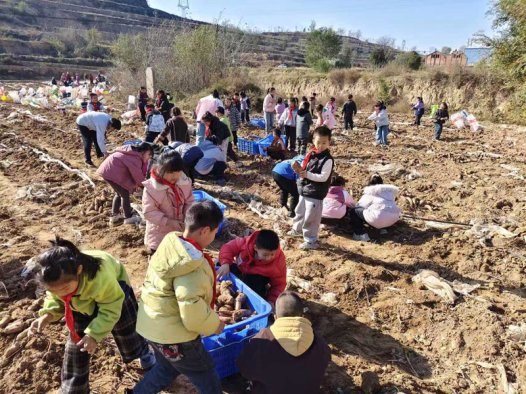 闻喜县碧海学校：拾薯田间悟劳作 知行合一促成长