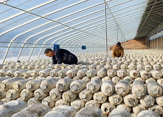 盐碱地变身 “菇房” 晋源区爱农农场以小平菇撬动大产业​