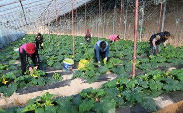 山西闻喜维昌农业：设施种植赋能增收 家门口就业暖民心