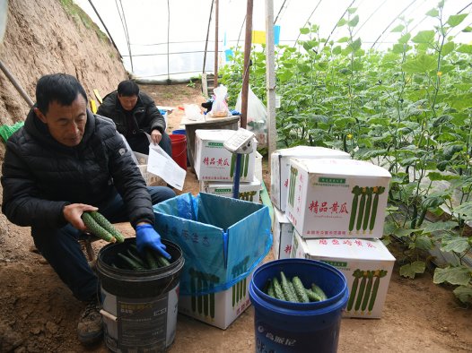 山西闻喜：冬日农忙“不打烊” 产业引擎驱动乡村振兴