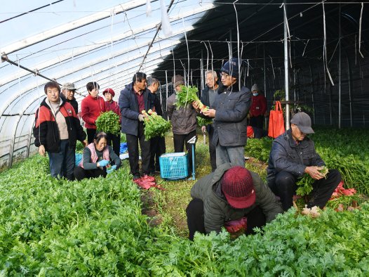 闻喜县举办现代农业科技观摩会 赋能蔬菜产业高质量发展