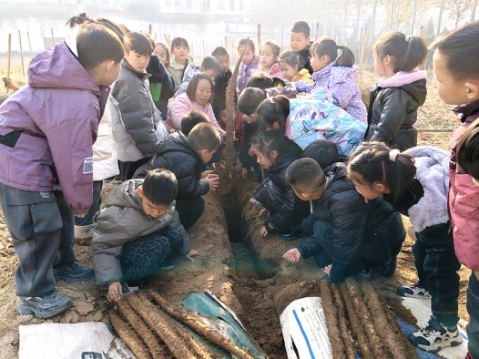 山西闻喜：田间劳动课开讲 师生山药地解锁农耕知识