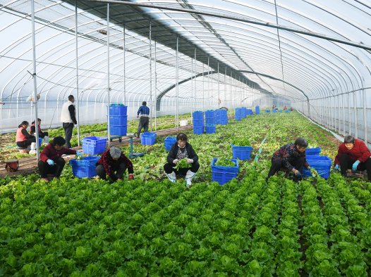 闻喜：设施农业集群化发展 筑牢冬季”菜篮子”保障网