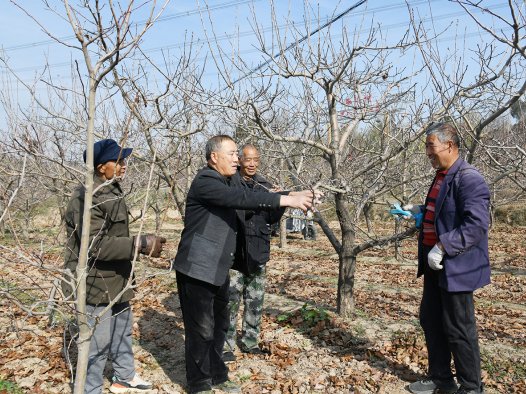 山西闻喜：打破 “冬闲” 旧俗 果园冬管绘就乡村振兴增收图景