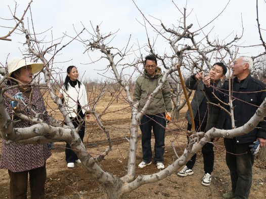 闻喜阳隅镇：万亩果园冬管 “精耕” 筑牢产业振兴 “丰” 基​