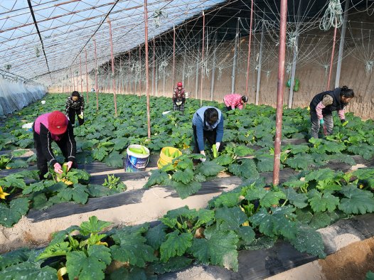 山西闻喜维昌农业：设施种植赋能增收 家门口就业暖民心