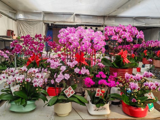 晋源年宵花市启幕 缤纷花卉扮靓新春年味