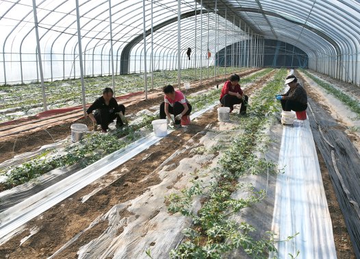 春涌闻喜沃野 耕筑丰收华章