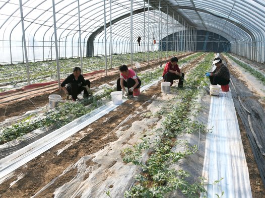 春涌闻喜沃野 耕筑丰收华章